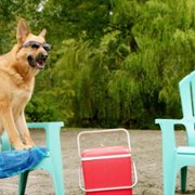 Pup Academy - galeria zdjęć - filmweb