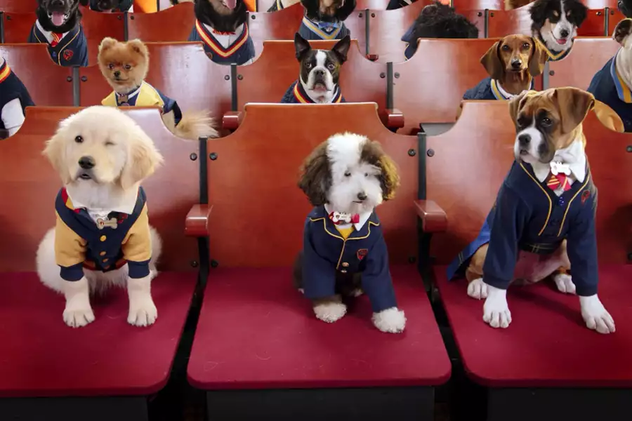 Psia Akademia - galeria zdjęć - filmweb