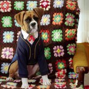Pup Academy - galeria zdjęć - filmweb
