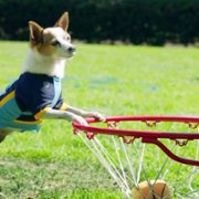 Pup Academy - galeria zdjęć - filmweb