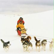 Przygoda na Antarktydzie - galeria zdjęć - filmweb