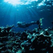 Splash - galeria zdjęć - filmweb