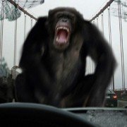 Rise of the Planet of the Apes - galeria zdjęć - filmweb