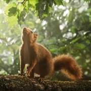 Serce dębu - galeria zdjęć - filmweb