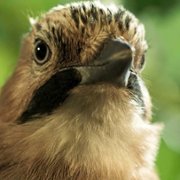 Serce dębu - galeria zdjęć - filmweb