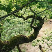 Le Chêne - galeria zdjęć - filmweb