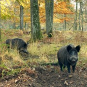 Le Chêne - galeria zdjęć - filmweb