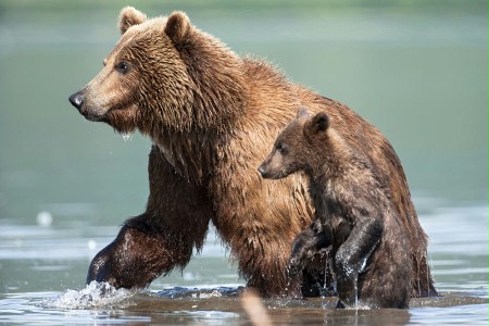 Kraina niedźwiedzi - galeria zdjęć - filmweb