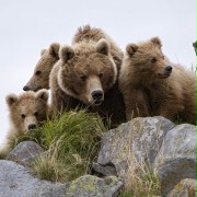 Kraina niedźwiedzi - galeria zdjęć - filmweb