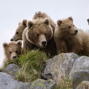 Terre des ours - galeria zdjęć - filmweb