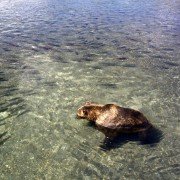 Terre des ours - galeria zdjęć - filmweb