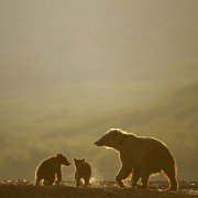 Terre des ours - galeria zdjęć - filmweb