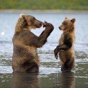 Terre des ours - galeria zdjęć - filmweb