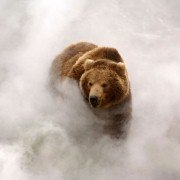 Terre des ours - galeria zdjęć - filmweb