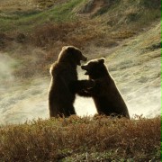 Terre des ours - galeria zdjęć - filmweb