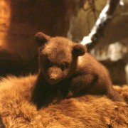 Terre des ours - galeria zdjęć - filmweb