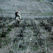 The Vintner's Luck - galeria zdjęć - filmweb