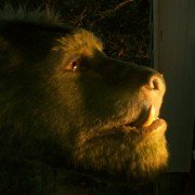 Pete's Dragon - galeria zdjęć - filmweb