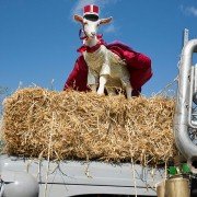 Gråtass - gøy på landet! - galeria zdjęć - filmweb
