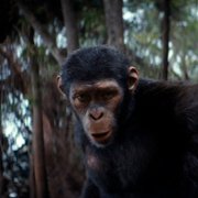 Królestwo Planety Małp - galeria zdjęć - filmweb