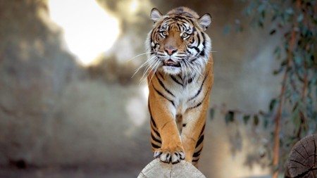 Król tygrysów - galeria zdjęć - filmweb