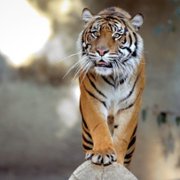 Tiger King: Murder, Mayhem and Madness - galeria zdjęć - filmweb