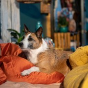 Puppy Love - galeria zdjęć - filmweb