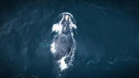 Poszukiwacze ginącej przyrody - galeria zdjęć - filmweb