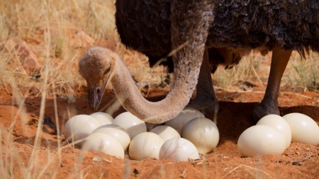 Sezon 1 Odcinek 7 African Deserts