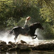 Wicher – dzikie konie - galeria zdjęć - filmweb