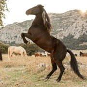 Ostwind 3: Aufbruch nach Ora - galeria zdjęć - filmweb