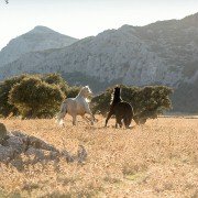 Ostwind 3: Aufbruch nach Ora - galeria zdjęć - filmweb