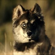 Togo - galeria zdjęć - filmweb