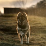 Togo - galeria zdjęć - filmweb