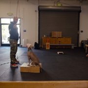Canine Intervention - galeria zdjęć - filmweb