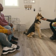 Psi terapeuta w akcji - galeria zdjęć - filmweb