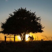 Lean on Pete - galeria zdjęć - filmweb