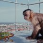 Akiko. Latająca małpka - galeria zdjęć