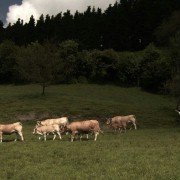 Ander - galeria zdjęć - filmweb
