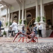 De Wilde Stad - galeria zdjęć - filmweb
