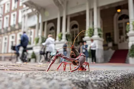 Świat według kota - galeria zdjęć - filmweb