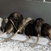 Willard - galeria zdjęć - filmweb