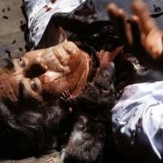 Willard - galeria zdjęć - filmweb