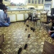 Willard - galeria zdjęć - filmweb