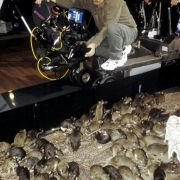 Willard - galeria zdjęć - filmweb