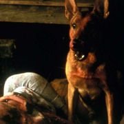 Cabin Fever - galeria zdjęć - filmweb