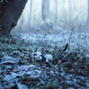 Drzewa milczą - galeria zdjęć - filmweb