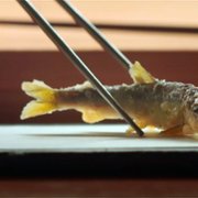 Kroniki taco - galeria zdjęć - filmweb
