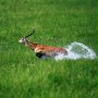 Afrykańska przygoda 3D - safari nad Okavango - galeria zdjęć