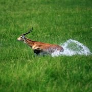 African Adventure: Safari in the Okavango - galeria zdjęć - filmweb